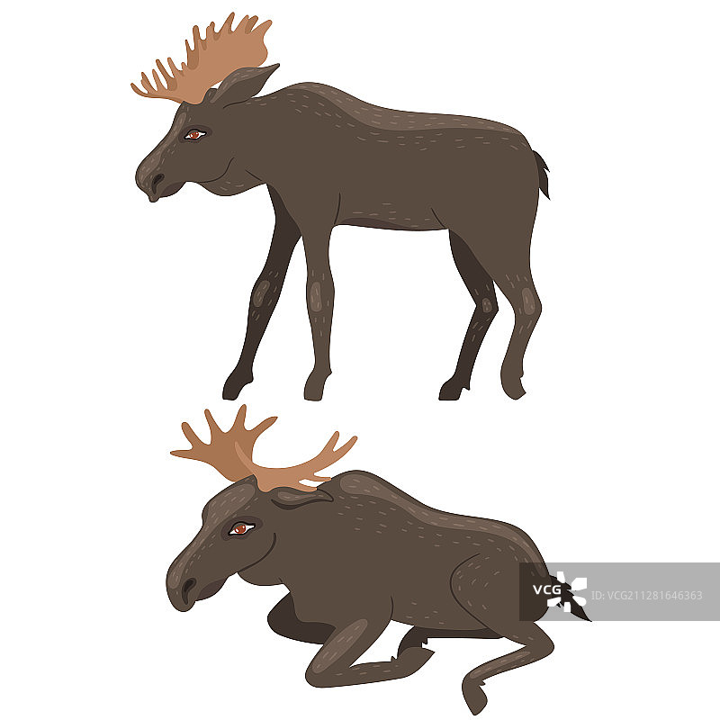 白色背景下隔离的两只驼鹿图片素材