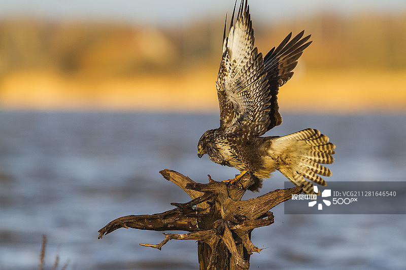 立陶宛的普通鵟摄影图片素材