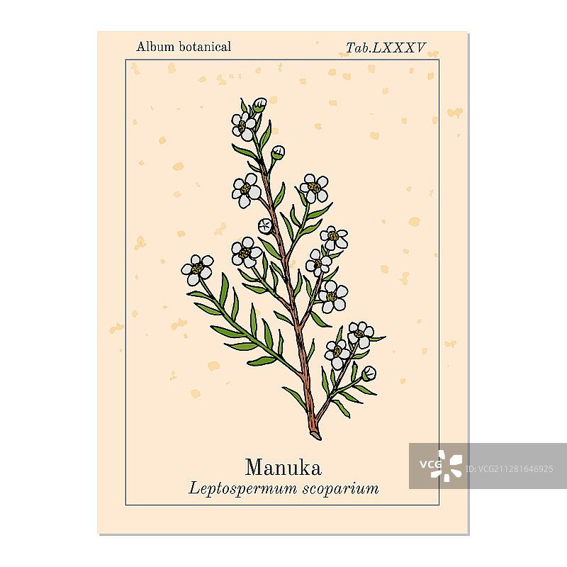 麦卢卡红茶树药用植物图片素材