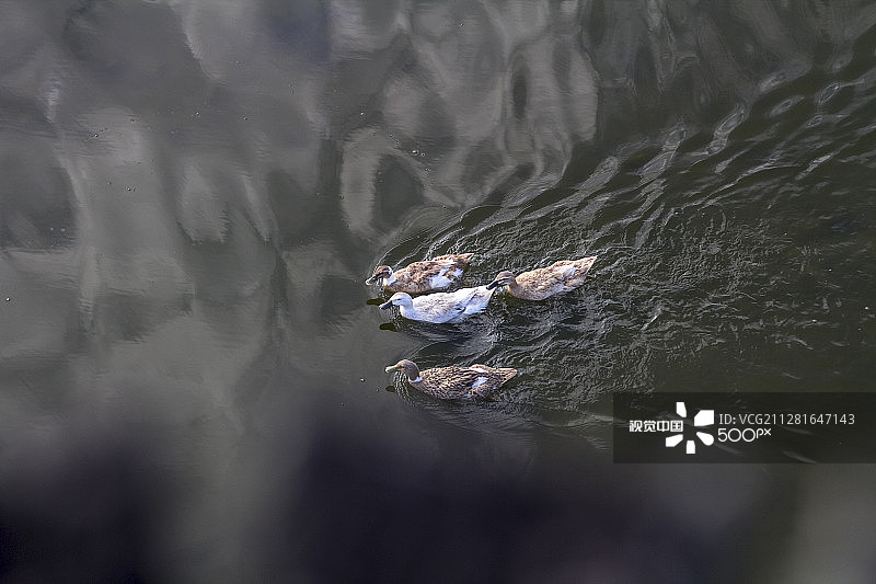 机会渺茫，保镖图片素材
