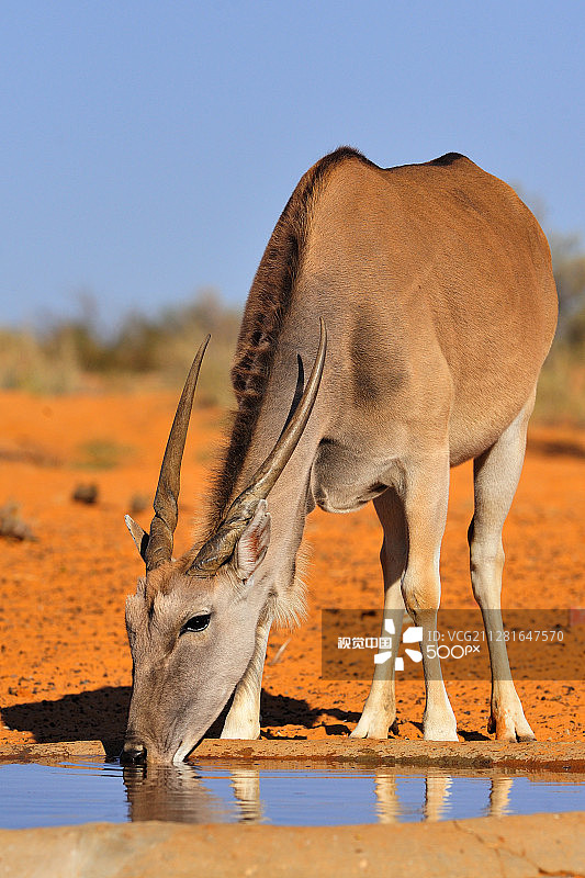 非洲大羚羊饮水图片素材