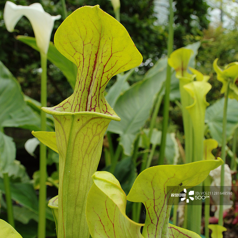 食肉绿色猪笼草图片素材