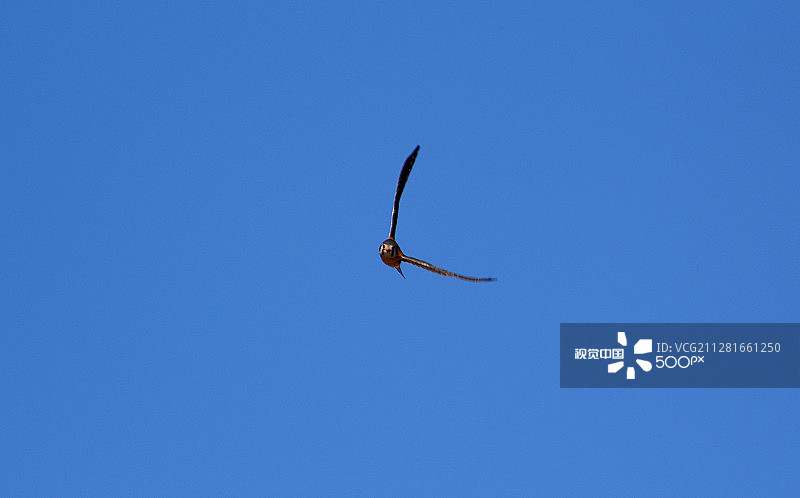 飞翔的美洲红隼图片素材