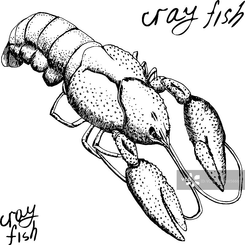 复古手绘小龙虾图片素材