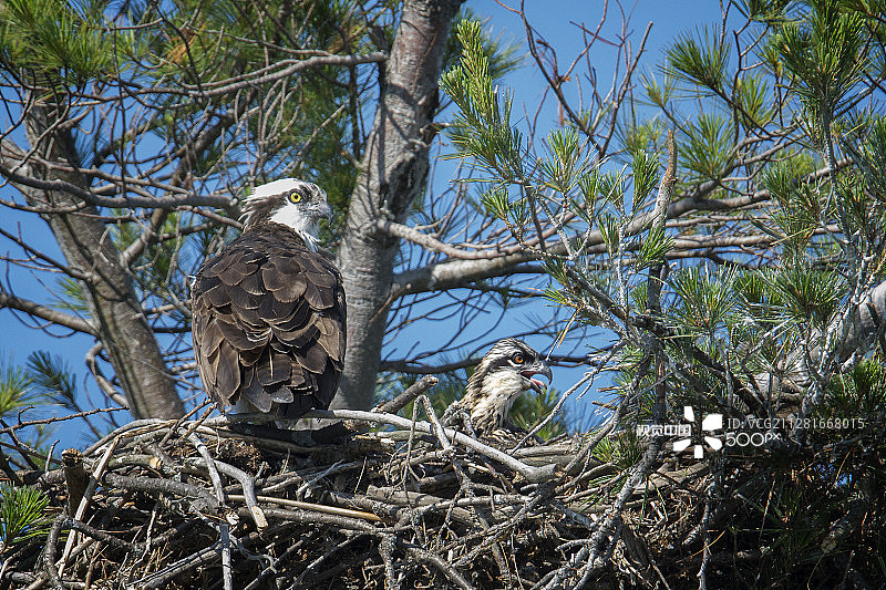 成年鹗与幼鸟图片素材
