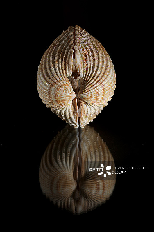 双壳贝图片素材