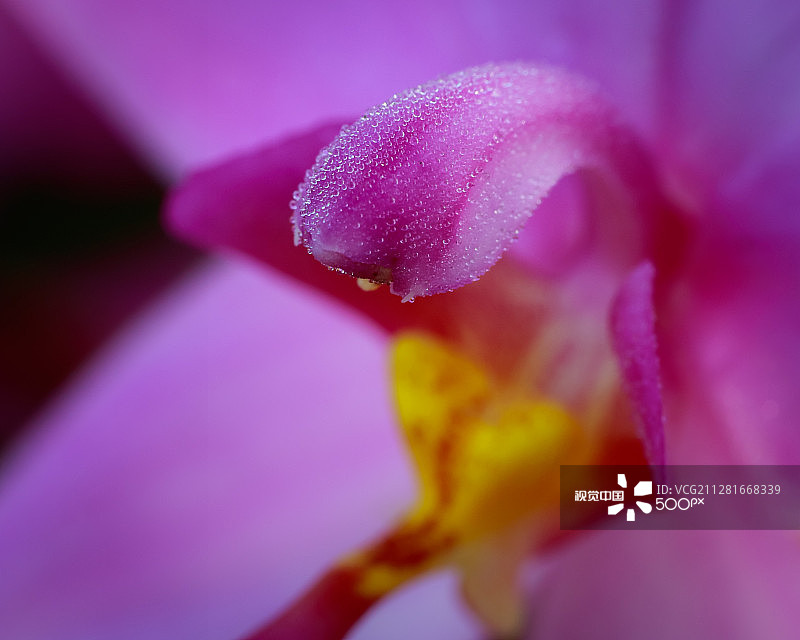 菲律宾地生兰图片素材