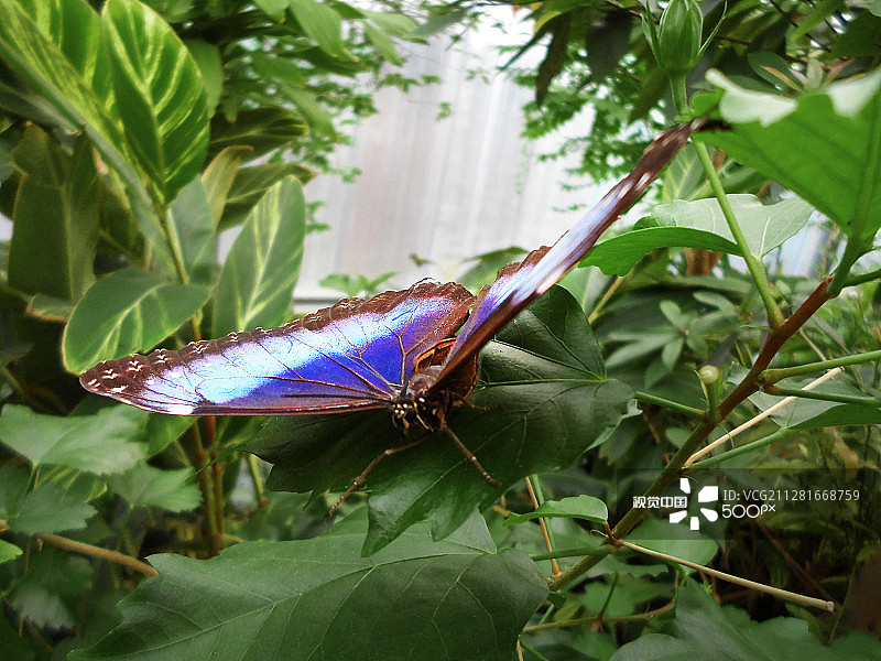 蓝色大闪蝶蝴蝶图片素材