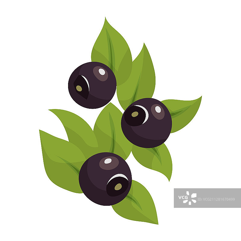 白色背景上的明亮蓝莓图片素材