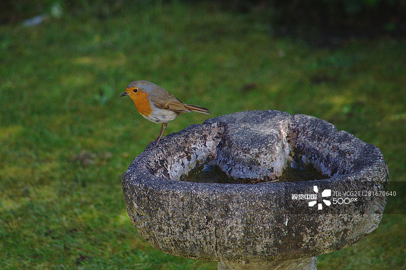 在鸟浴盆上的知更鸟图片素材