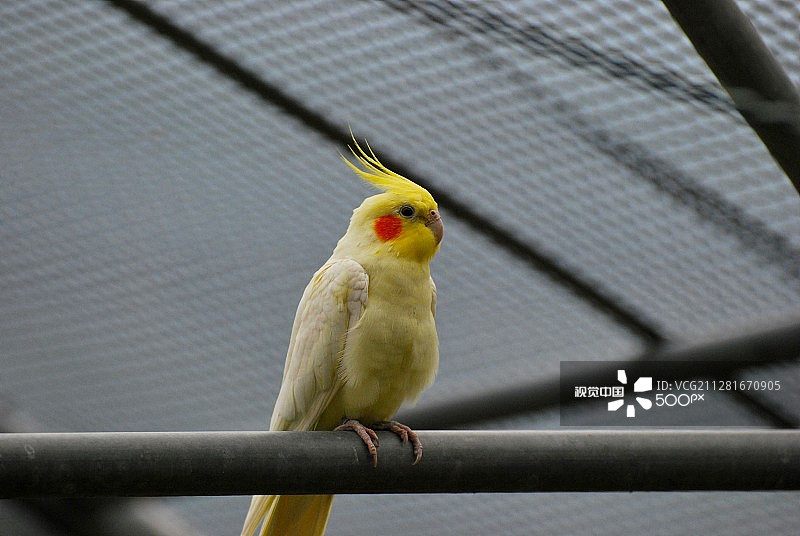 澳洲鹦鹉图片素材