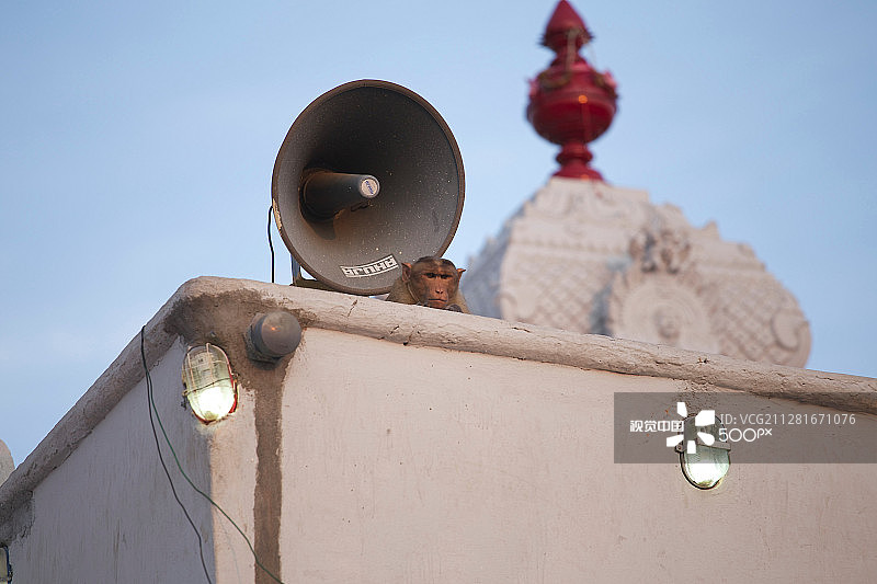 猴子在注视着你图片素材