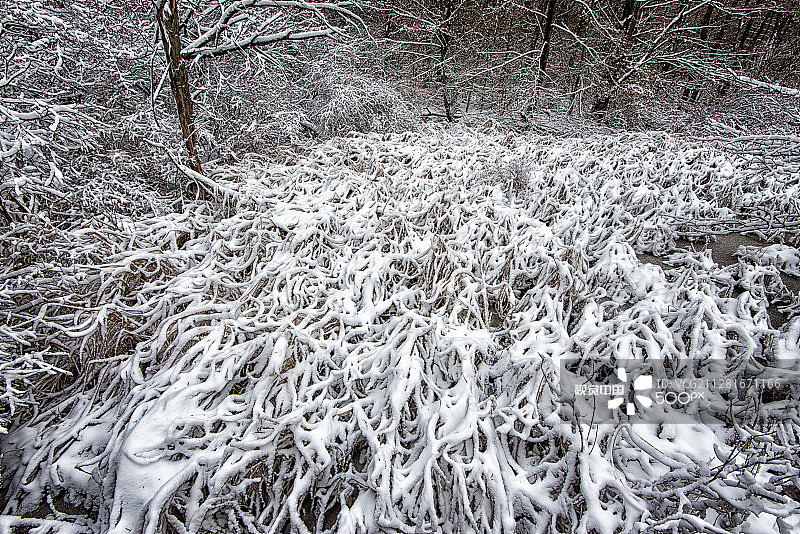 植物园的冬季图片素材