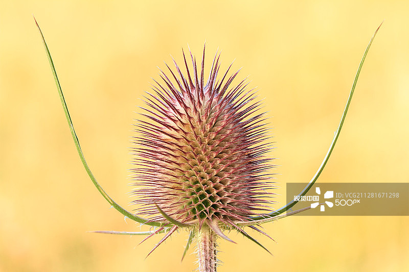 普通续断图片素材