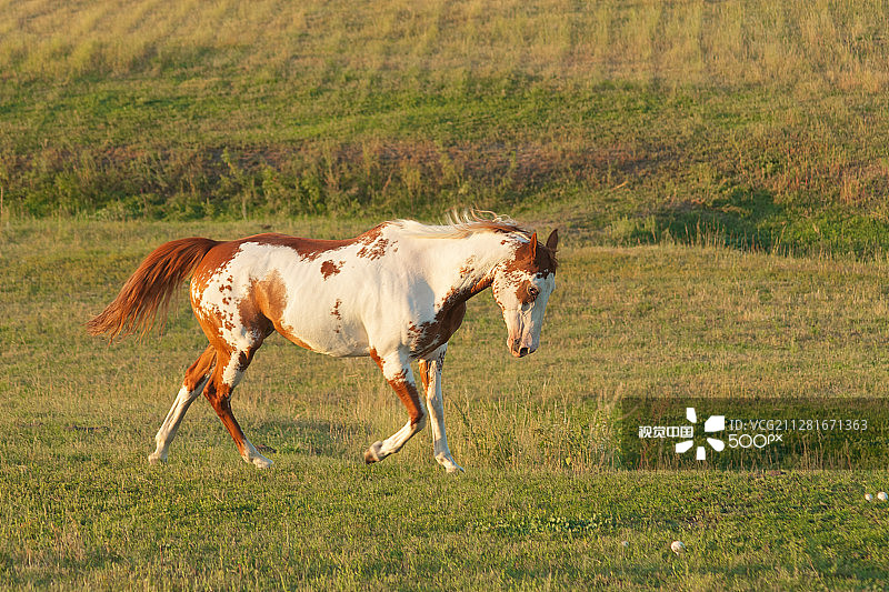 彩绘马图片素材
