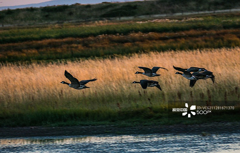 飞翔的加拿大鹅图片素材
