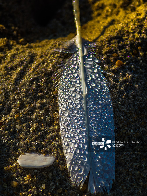 羽毛上的露珠图片素材