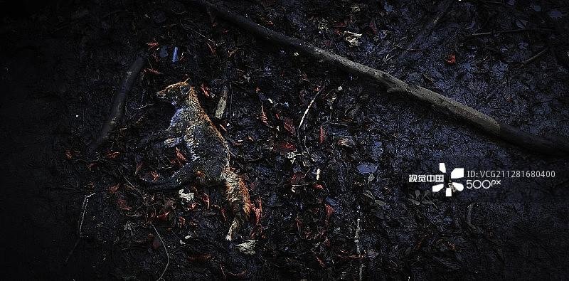 沃里斯顿狐狸图片素材