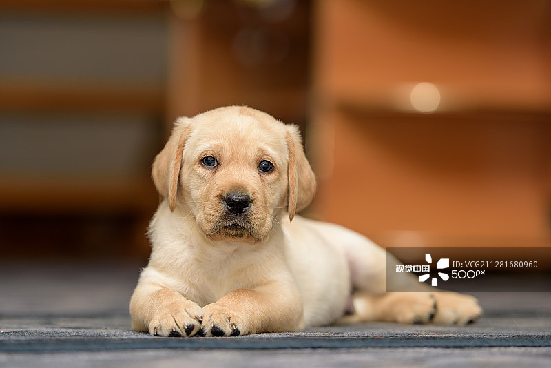 名为Fry的拉布拉多犬图片素材