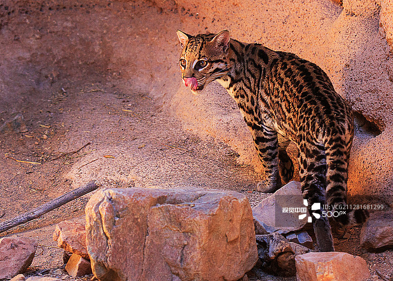豹猫图片素材