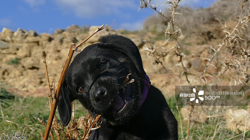 快乐的小狗图片素材