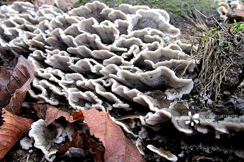 树上的蘑菇图片素材