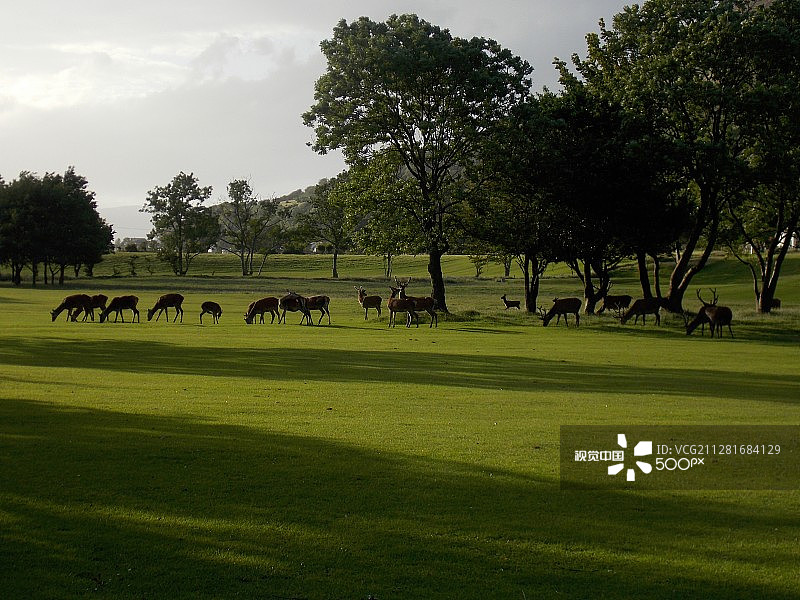 高尔夫球场上的鹿图片素材