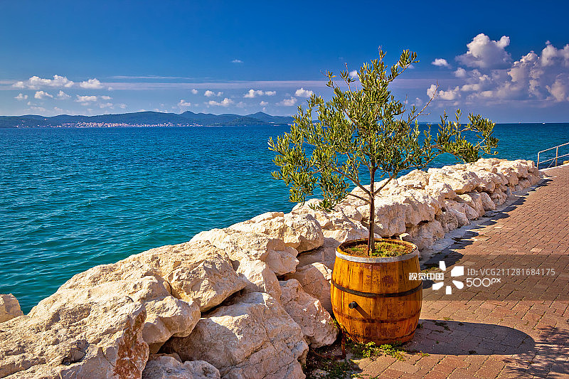 海边桶栽橄榄树图片素材
