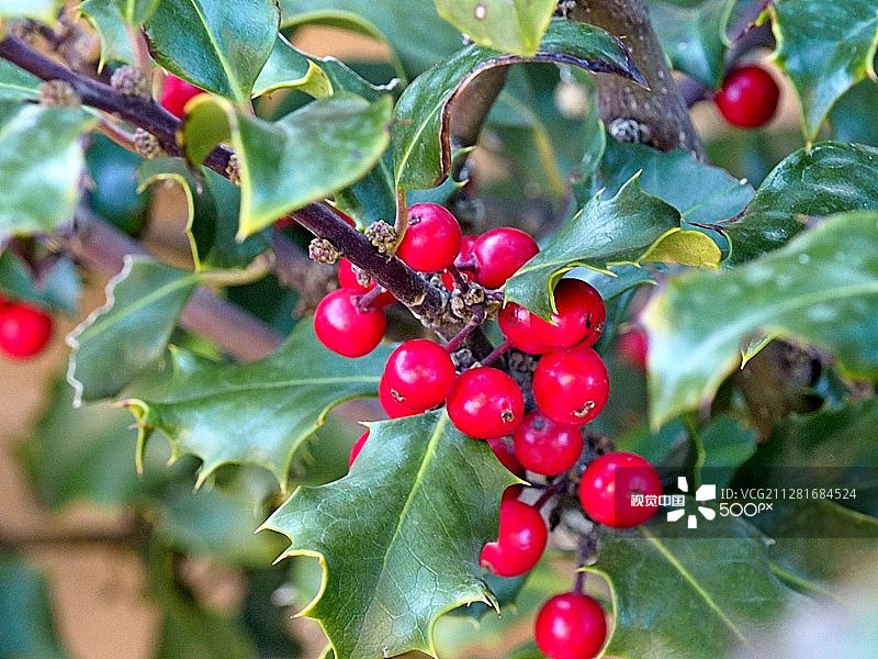 欧洲冬青图片素材