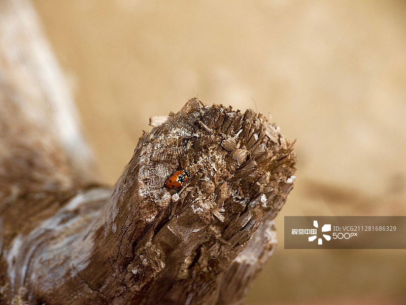 瓢虫双倍图片素材