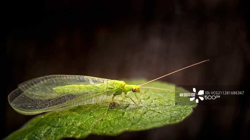 绿草蛉_Chrysoperla carnea图片素材