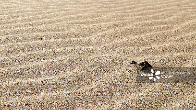 沙滩上的破碎贝壳图片素材