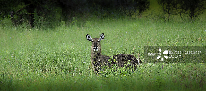 非洲大羚羊图片素材