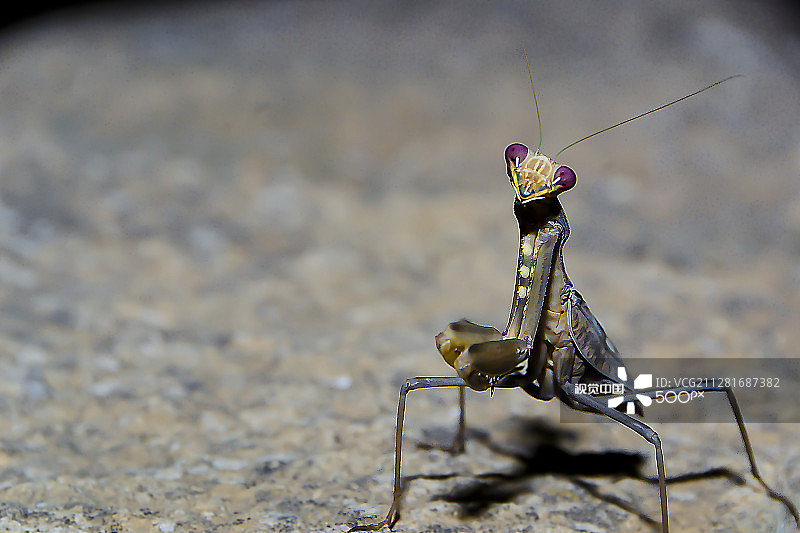 微距下的蝗虫图片素材