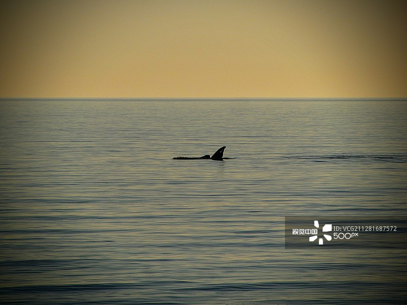 露脊鲸图片素材