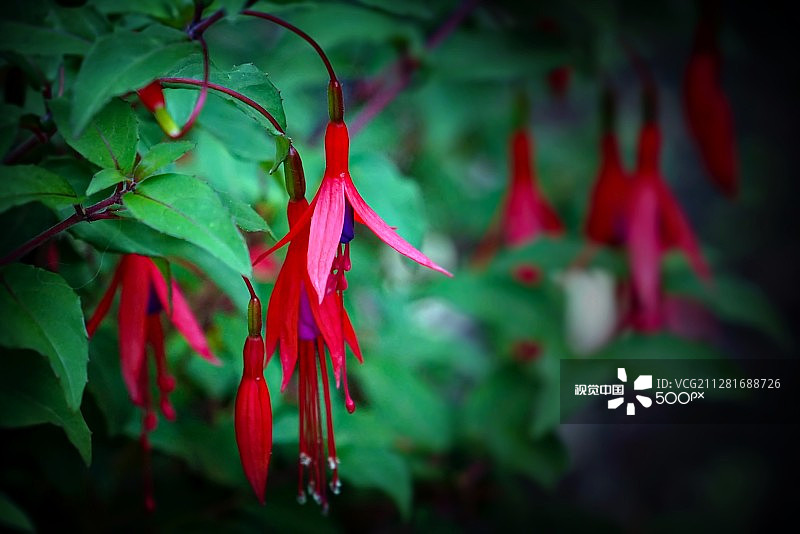 铃铛花图片素材