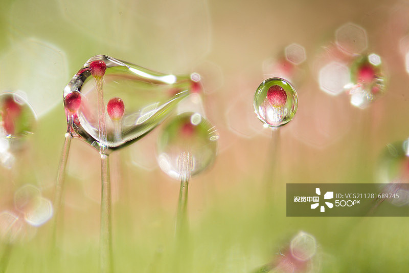 融化的茅膏菜水滴图片素材