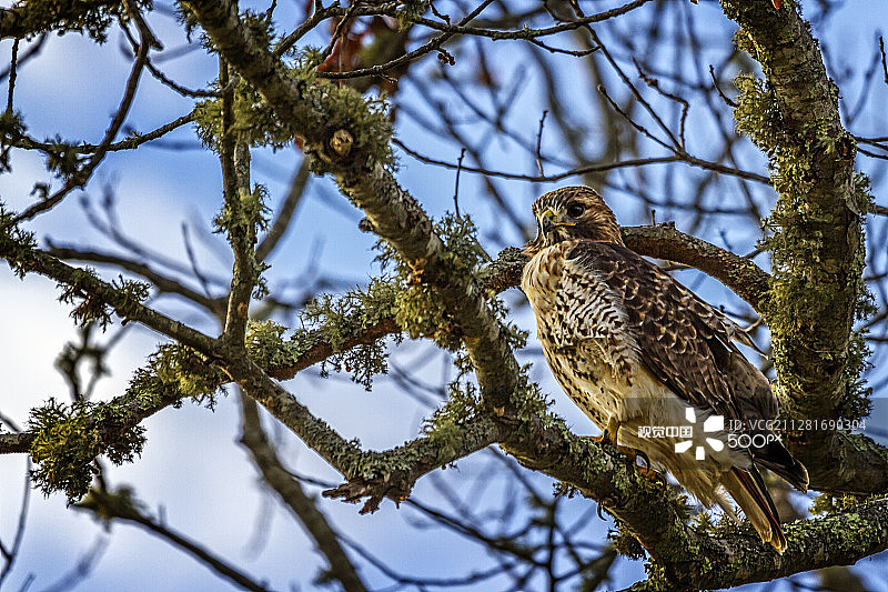 红尾鹰图片素材