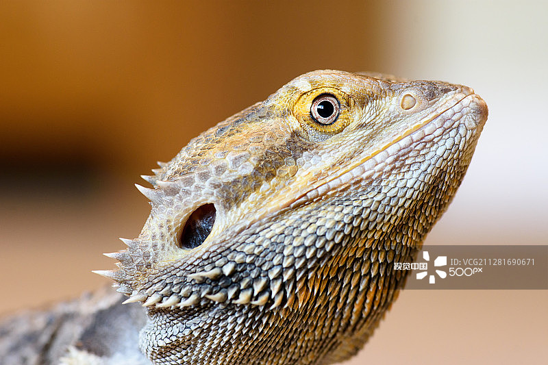 松狮蜥图片素材