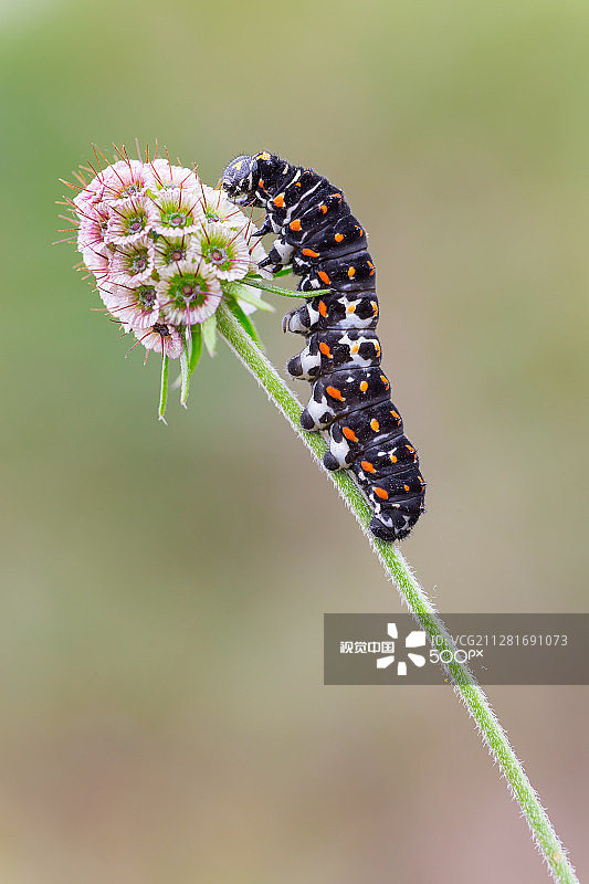 凤蝶幼虫图片素材