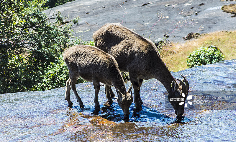 尼尔吉里塔尔羊图片素材