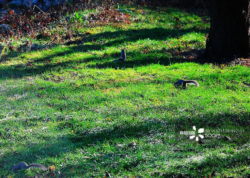 寻找第三只松鼠？图片素材