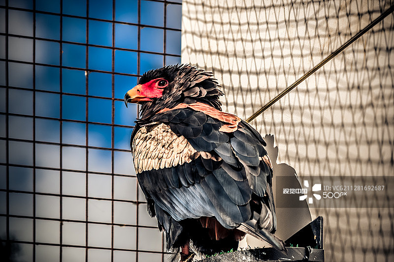 非洲冕雕图片素材