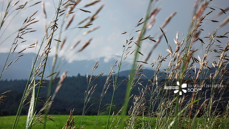 圣于尔班的收获时节图片素材