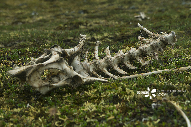 苔原上的北极驯鹿骨骼图片素材