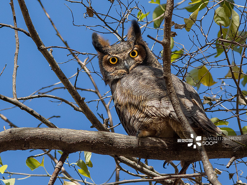 雕鸮 [7913]图片素材