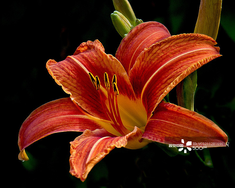 绍姆堡百合图片素材