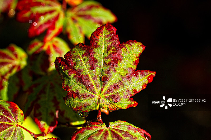 藤枫上的晨露图片素材