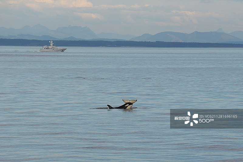 在海中嬉戏的两只年轻逆戟鲸图片素材
