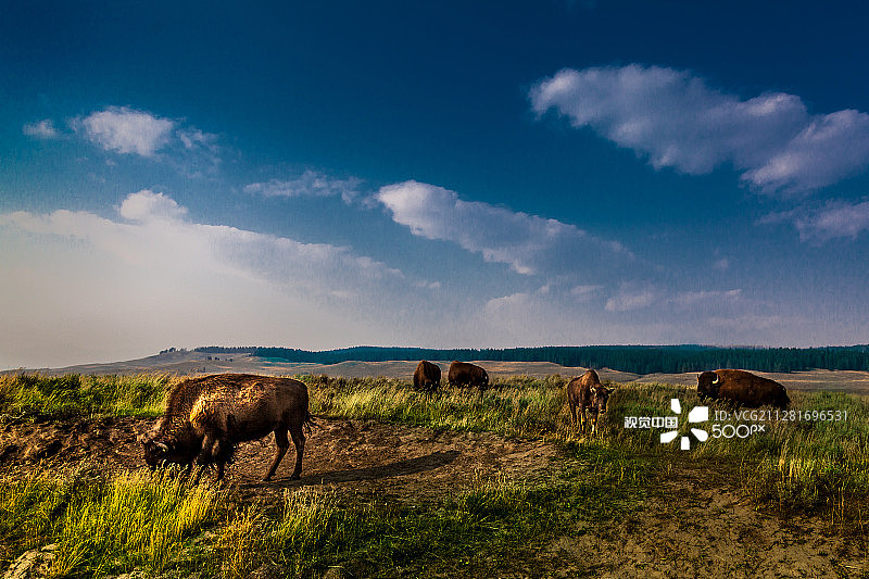 黄石国家公园的野牛图片素材